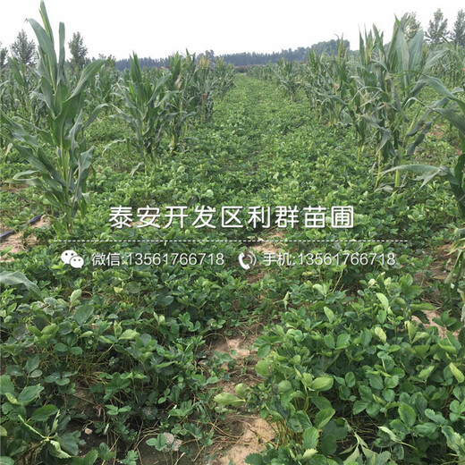 哪里有王子草莓苗出售