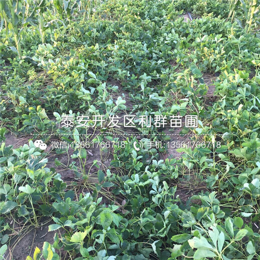 出售艾爾巴草莓苗、艾爾巴草莓苗多少錢一棵