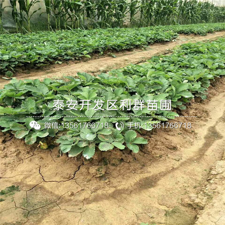 白色草莓苗、今年白色草莓苗價(jià)格是多少
