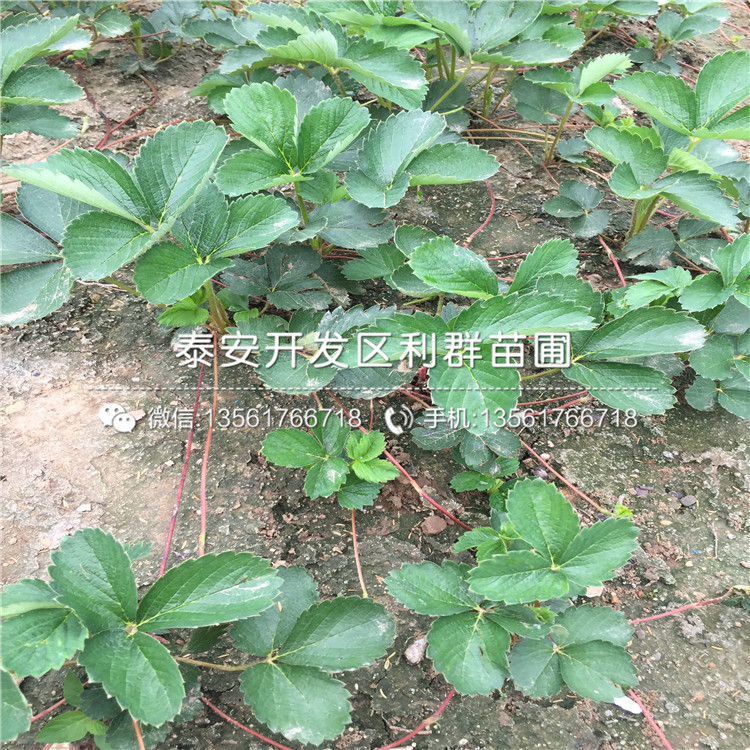 盆栽坎东噶草莓苗