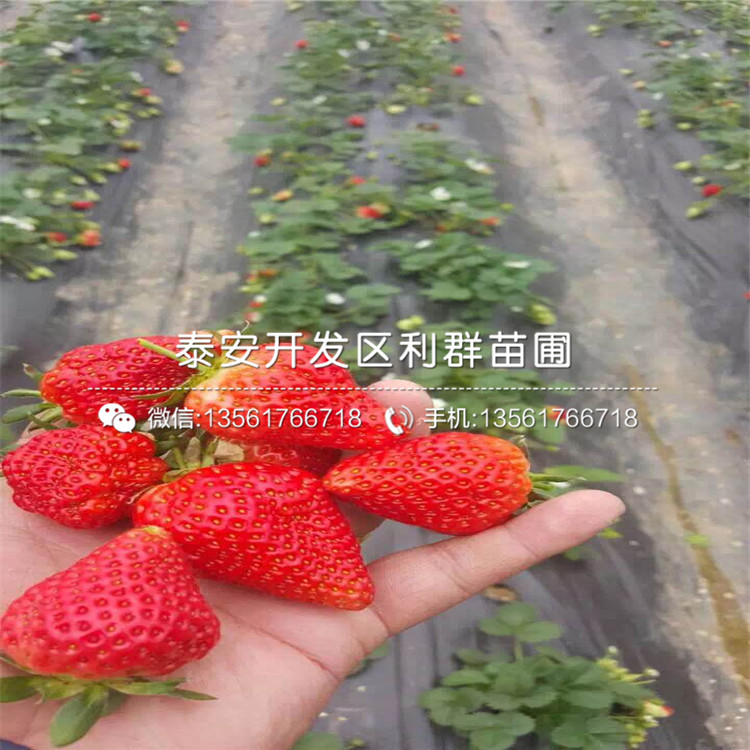 2018年贵草莓苗批发基地