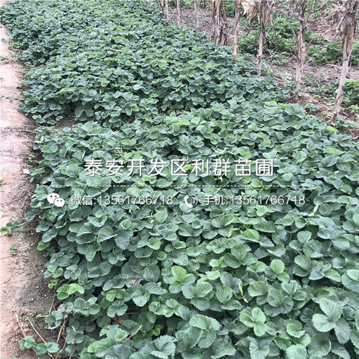 新品種紅顏草莓苗、新品種紅顏草莓苗價格
