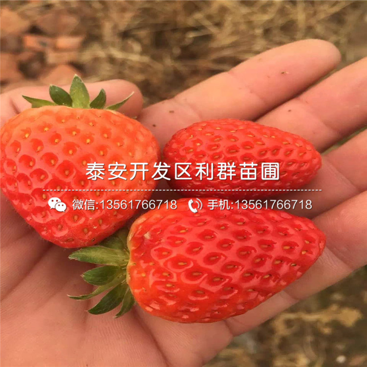 新品种草莓苗报价、新品种草莓苗价格是多少