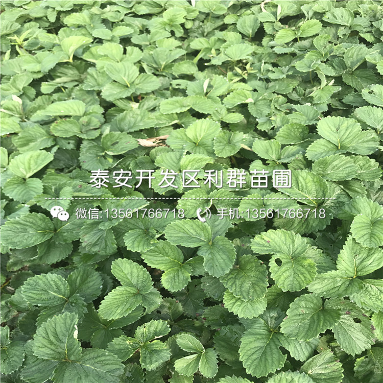 卡麦罗莎草莓苗销售价格、卡麦罗莎草莓苗销售基地