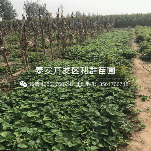 美香莎草莓苗批發(fā)價格、2018年美香莎草莓苗多少錢一棵