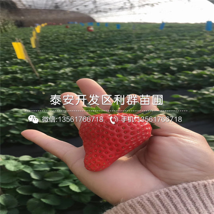 四季草莓苗出售价格、2018年四季草莓苗价格