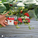 大白草莓苗批发价格、大白草莓苗多少钱一棵