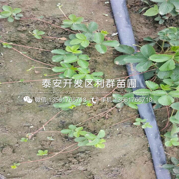 新品种粉红公主草莓苗价格是多少