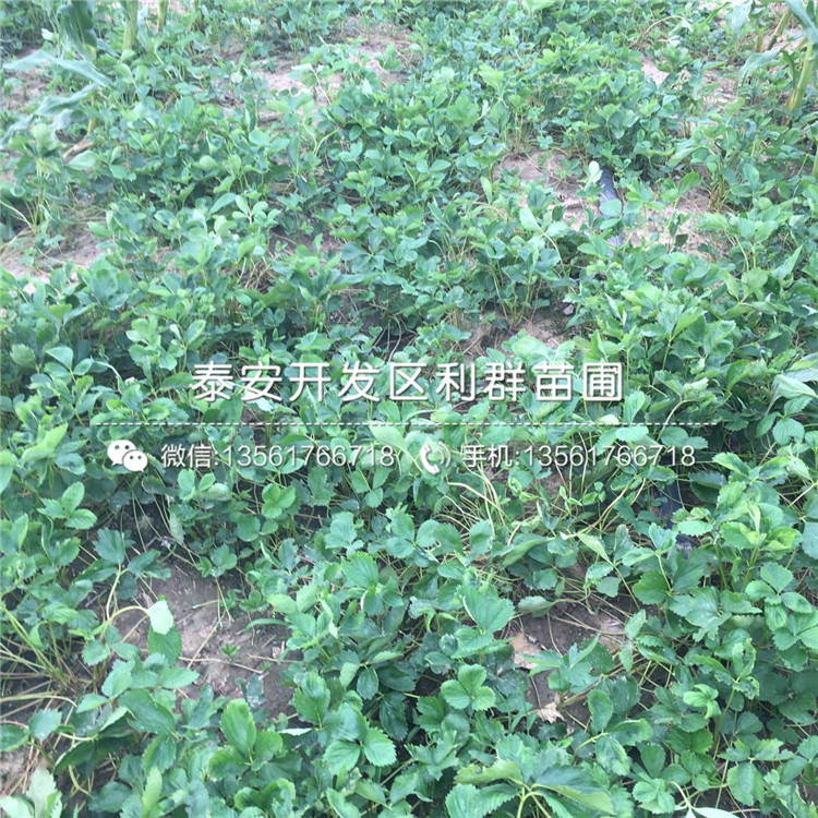 2018年小白草莓苗、小白草莓苗价格