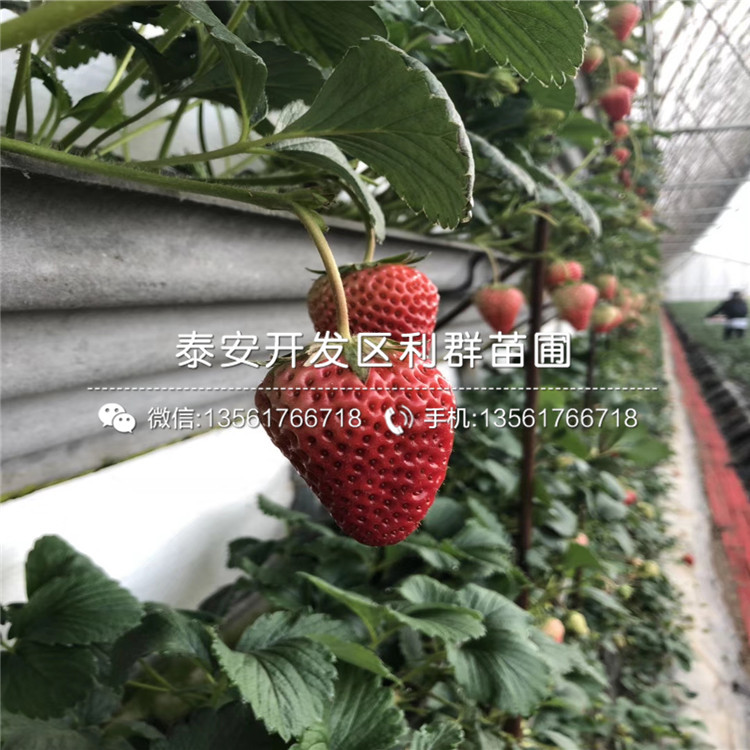 山東咖啡草莓苗、咖啡草莓苗出售價(jià)格
