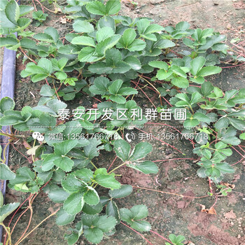 出售森嘎拉草莓苗、森嘎拉草莓苗出售价格