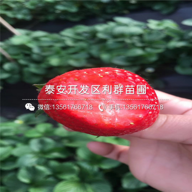 出售草莓苗价格