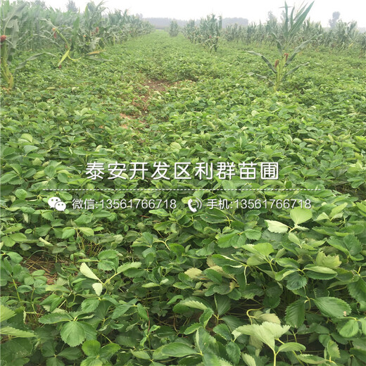 去哪買(mǎi)蜀香草莓苗