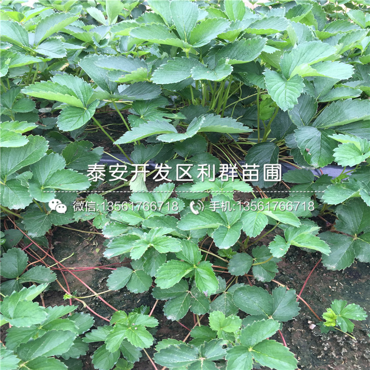 红夏草莓苗、红夏草莓苗出售基地