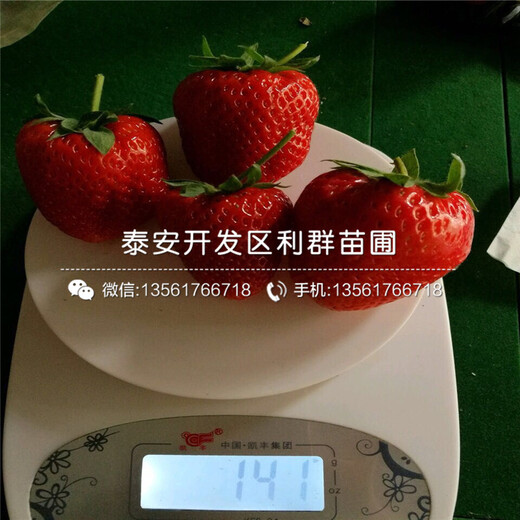 新品種白草莓苗批發(fā)價格多少