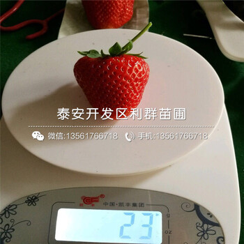 津美22号草莓苗口感怎么样