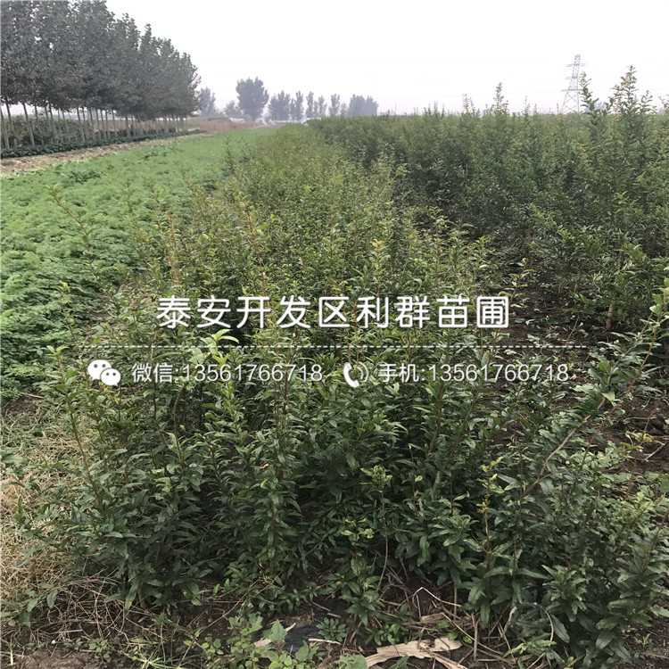 晚熟7公分石榴树苗新品种