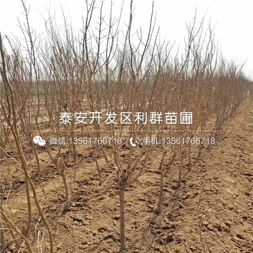 山東無籽石榴樹苗、山東無籽石榴樹苗價(jià)格多少