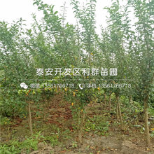 山东蒙阳红石榴树苗、蒙阳红石榴树苗品种图片