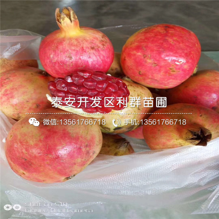 晚熟大红袍石榴树苗新品种