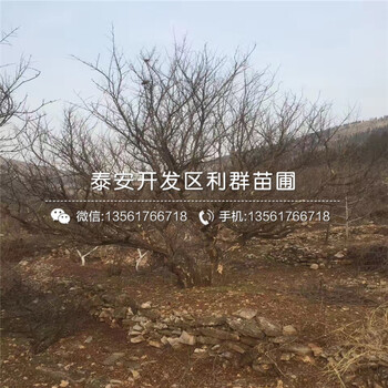 山东6公分石榴树苗批发基地