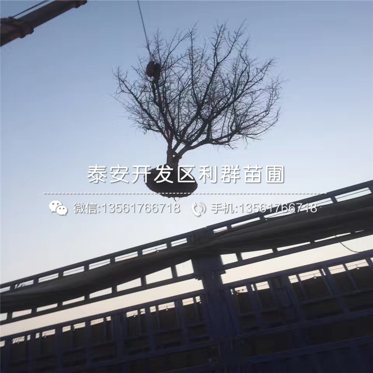 山东花石榴树苗价格