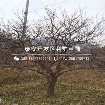 哪里有石榴树批发