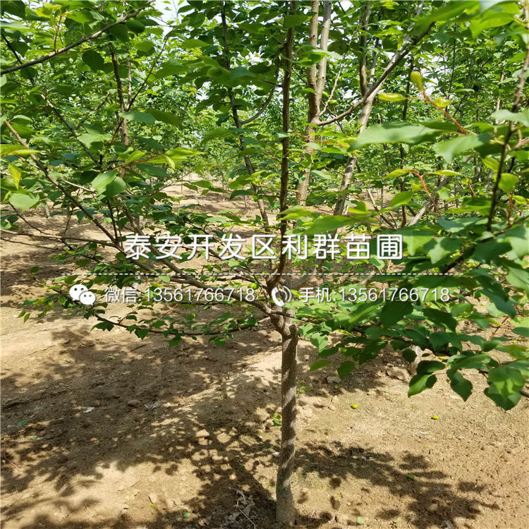 新品种凯特杏树苗价格是多少