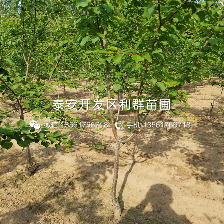新品种杏苗新品种、2018年新品种杏苗新品种