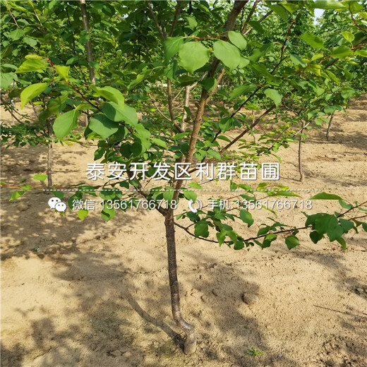 大棚王杏樹苗價(jià)錢多少