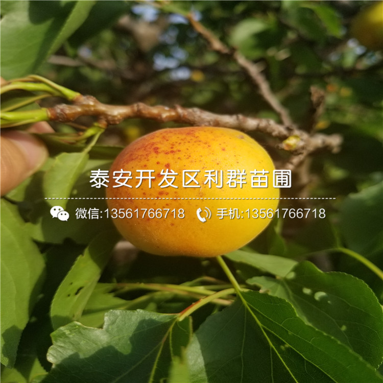 山东新品种杏树苗多少钱一棵、山东新品种杏树苗出售价格