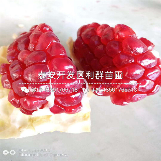 山東中農(nóng)紅石榴樹(shù)苗品種、山東中農(nóng)紅石榴樹(shù)苗新品種
