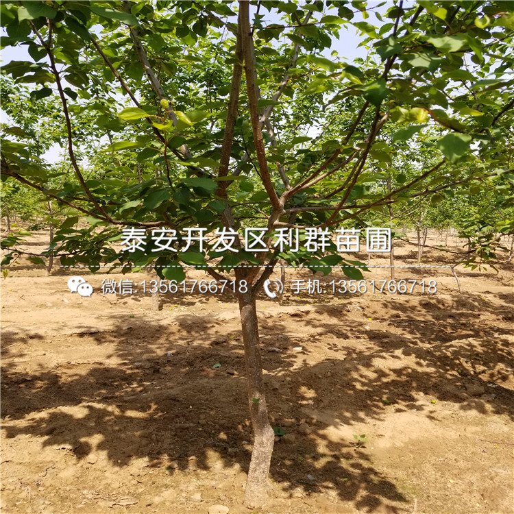 大棚王杏苗行情