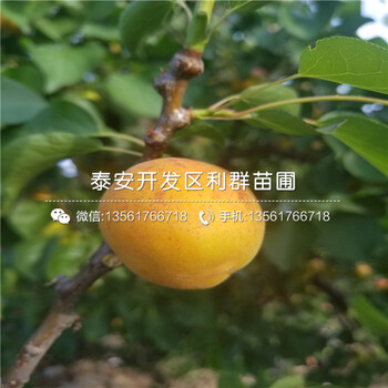 山东新品种杏树苗出售、山东新品种杏树苗基地