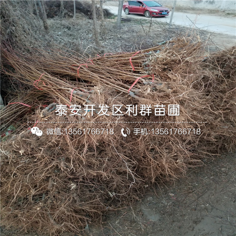 黑布朗李子苗出售基地