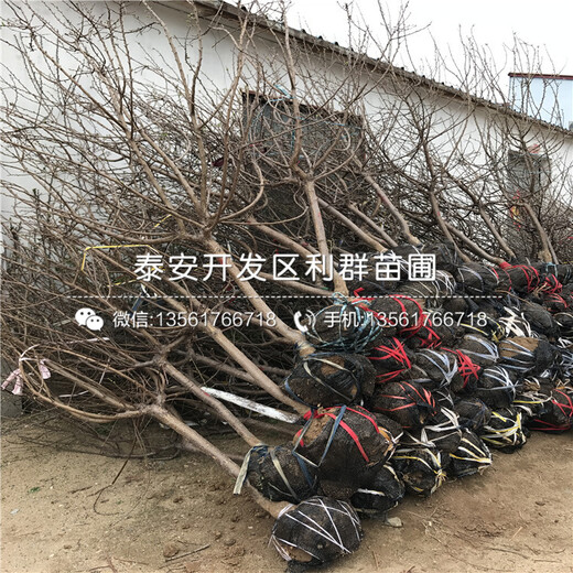 2公分杏樹(shù)苗多少錢(qián)一棵、2公分杏樹(shù)苗新品種