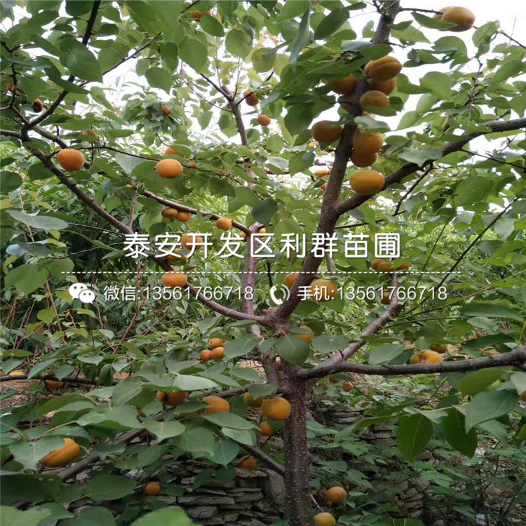 一亩地能种植多少棵巨鹿串枝红杏苗