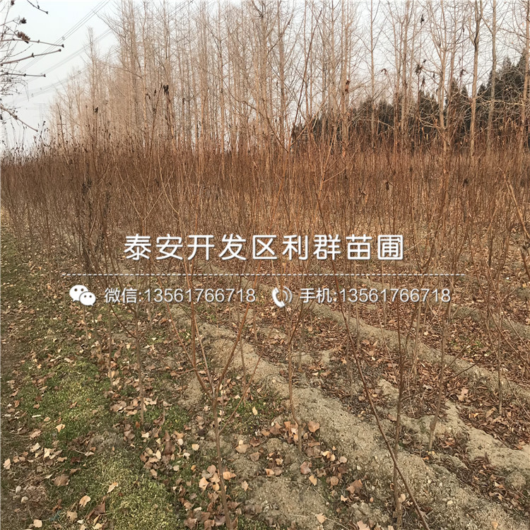 黑李子树苗2019年价格