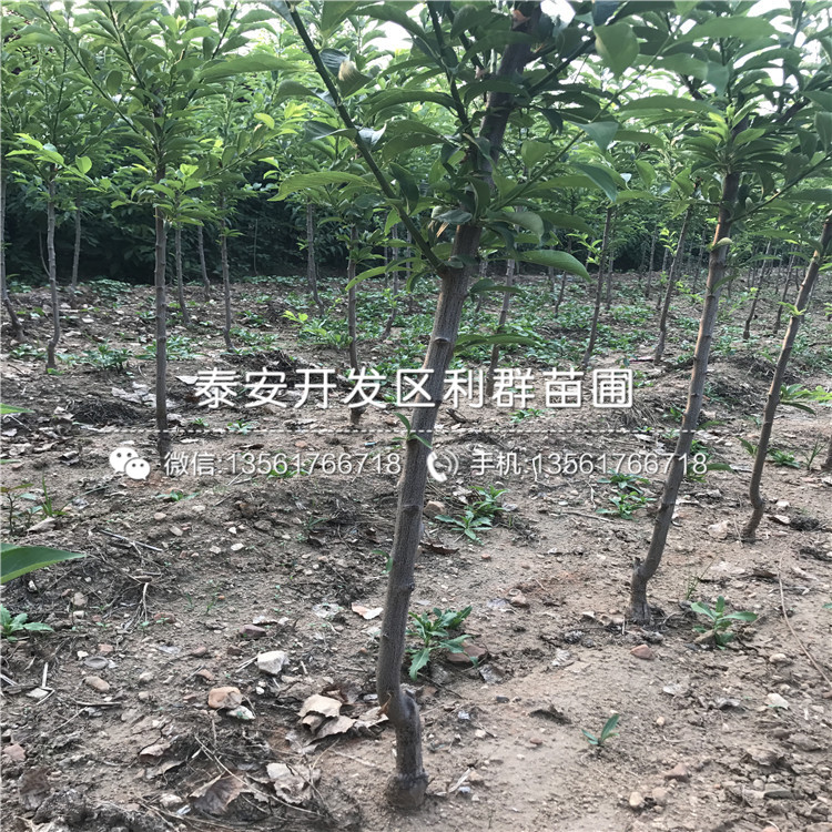 黑霸李子树苗几年挂果