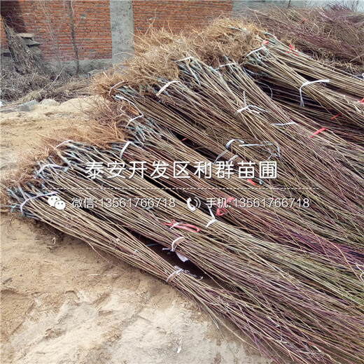 青脆李子樹苗基地價格