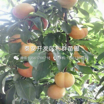 新品种占地李子树苗