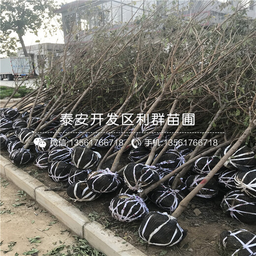供應(yīng)黑霸李子樹苗價(jià)格