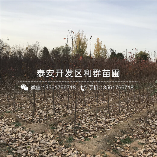 哪里便宜原生李子樹苗