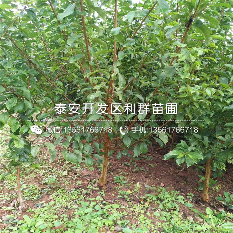 早熟占地李子苗价格