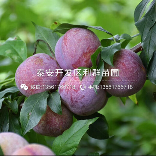 5公分風(fēng)味皇后李子樹苗報(bào)價(jià)