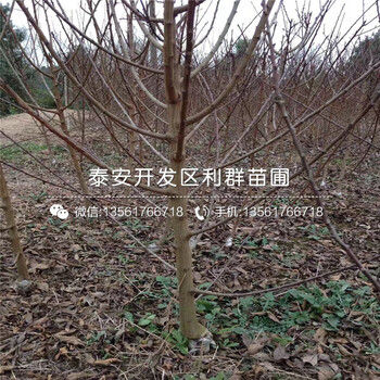 新品种山东李子树苗出售