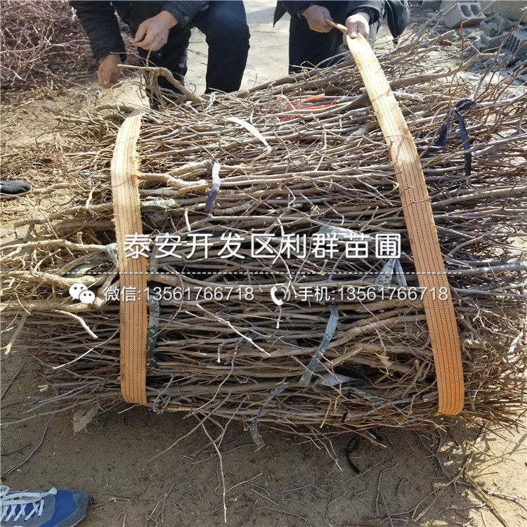 龙枣树苗、龙枣树苗基地