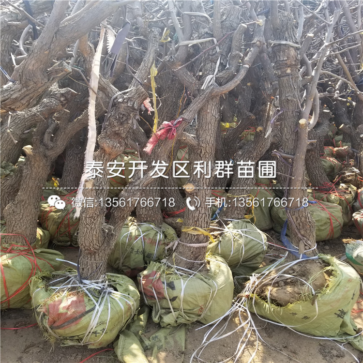 葫芦枣树苗销售价格、葫芦枣树苗多少钱一棵