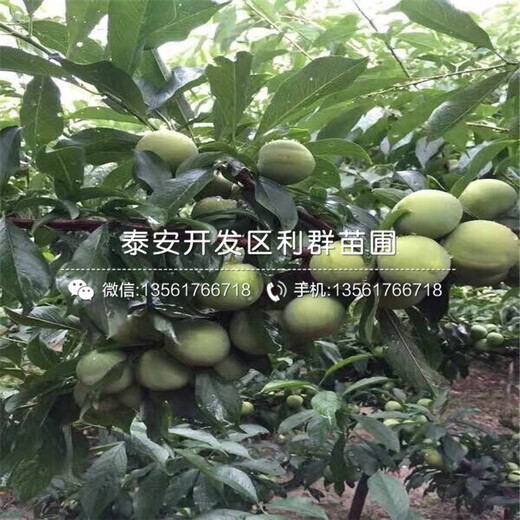 西梅李子樹(shù)苗出售價(jià)格、西梅李子樹(shù)苗出售價(jià)格多少