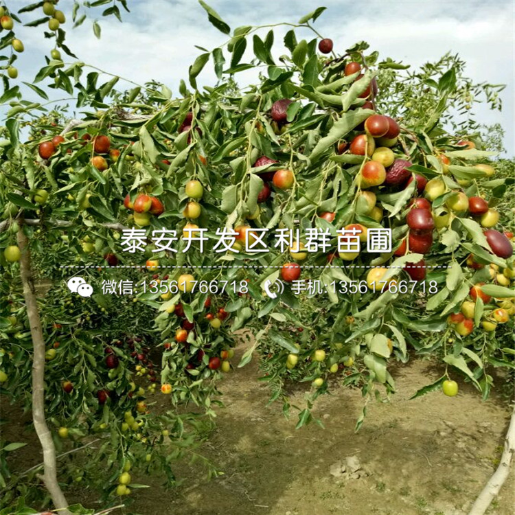 批发茶壶枣树苗、茶壶枣树苗格是多少